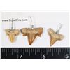 Image 2 : THREE OTODUS SHARK TEETH JEWELRY