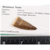 Image 2 : MOSASAUR TOOTH COMES IN INFO BLISTER PACK