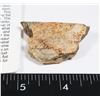 Image 2 : HADROSAUR FOSSIL BONE