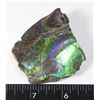 Image 2 : LARGE 2 1/4"X2" GEM QUALITY AMMOLITE,