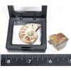 Image 2 : AMMONITE HALF COMES WITH FLOATING DISPLAY