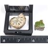 Image 2 : AMMONITE HALF COMES WITH FLOATING DISPLAY