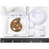 Image 2 : AMMONITE-POLISHED COMES WITH FLOATING