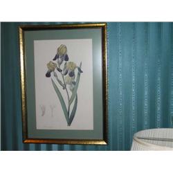 Yellow & purple iris print from the Metropolitian Museum matted in celadon green in a gilded wooden 