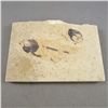 Image 1 : Authentic Fish Fossil Plate from Wyoming USA