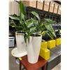 Image 2 : PAIR OF WHITE 16" ROUND 30"H RESIN RECEPTION POTTED PLANTS WITH MOISTURE MONITORS