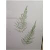 Image 2 : Qty 2 Leaf Artwork, Framed & Matted, 19"x25" (has faint brown spotting)