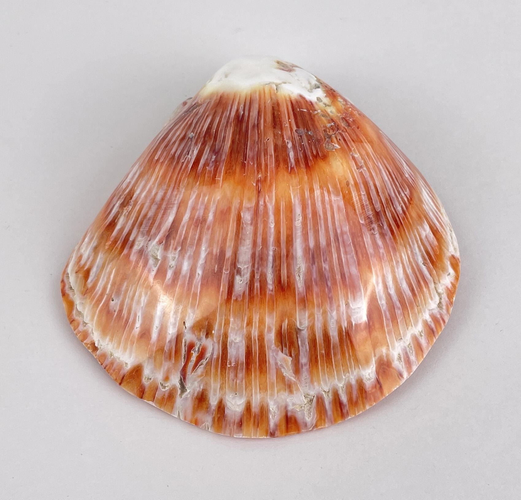 Polished Spiny Oyster Shell