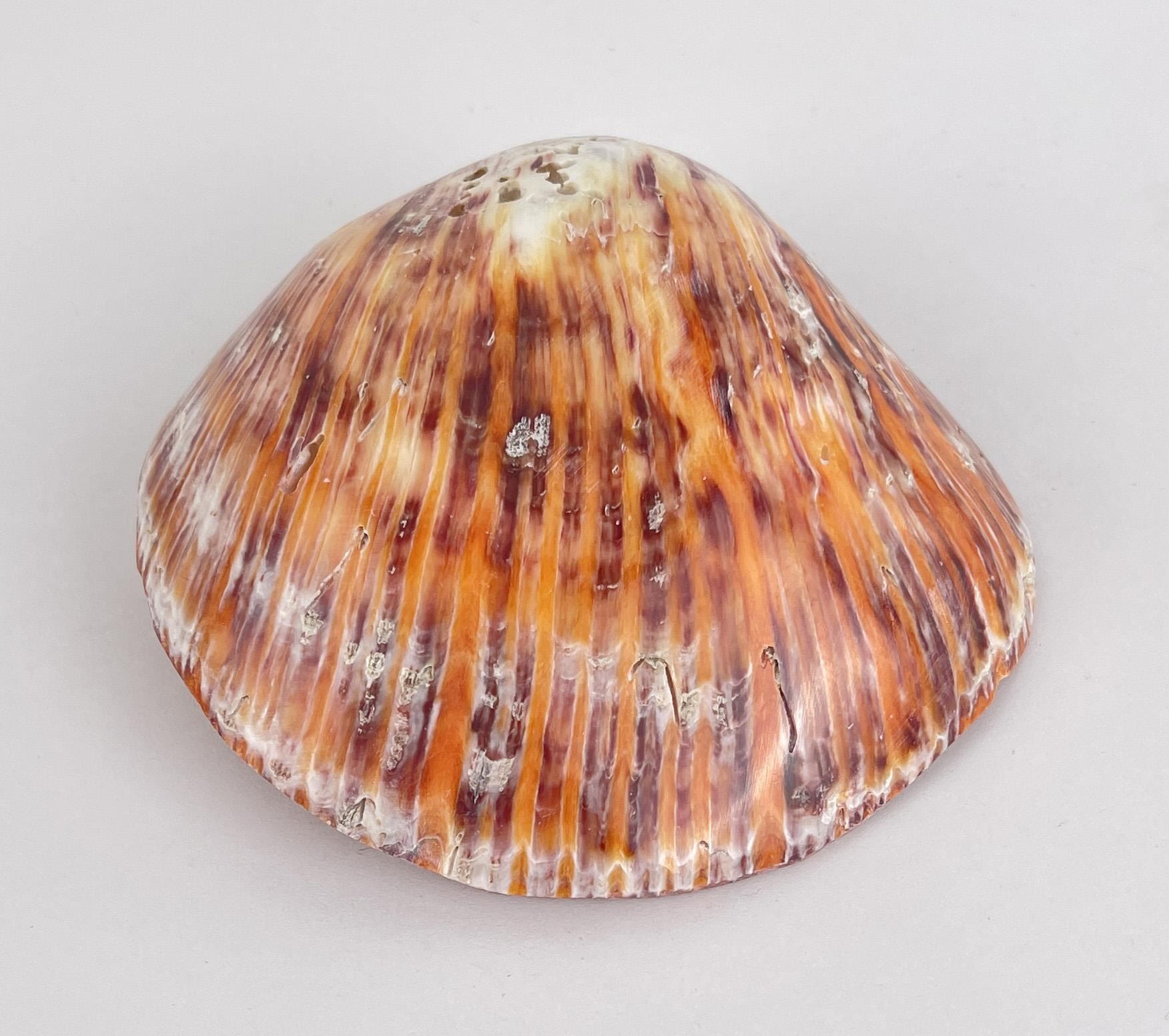 Polished Spiny Oyster Shell