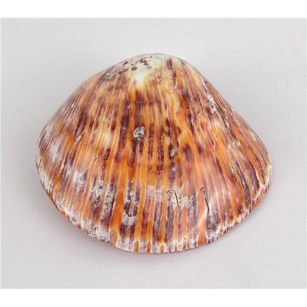 Polished Spiny Oyster Shell