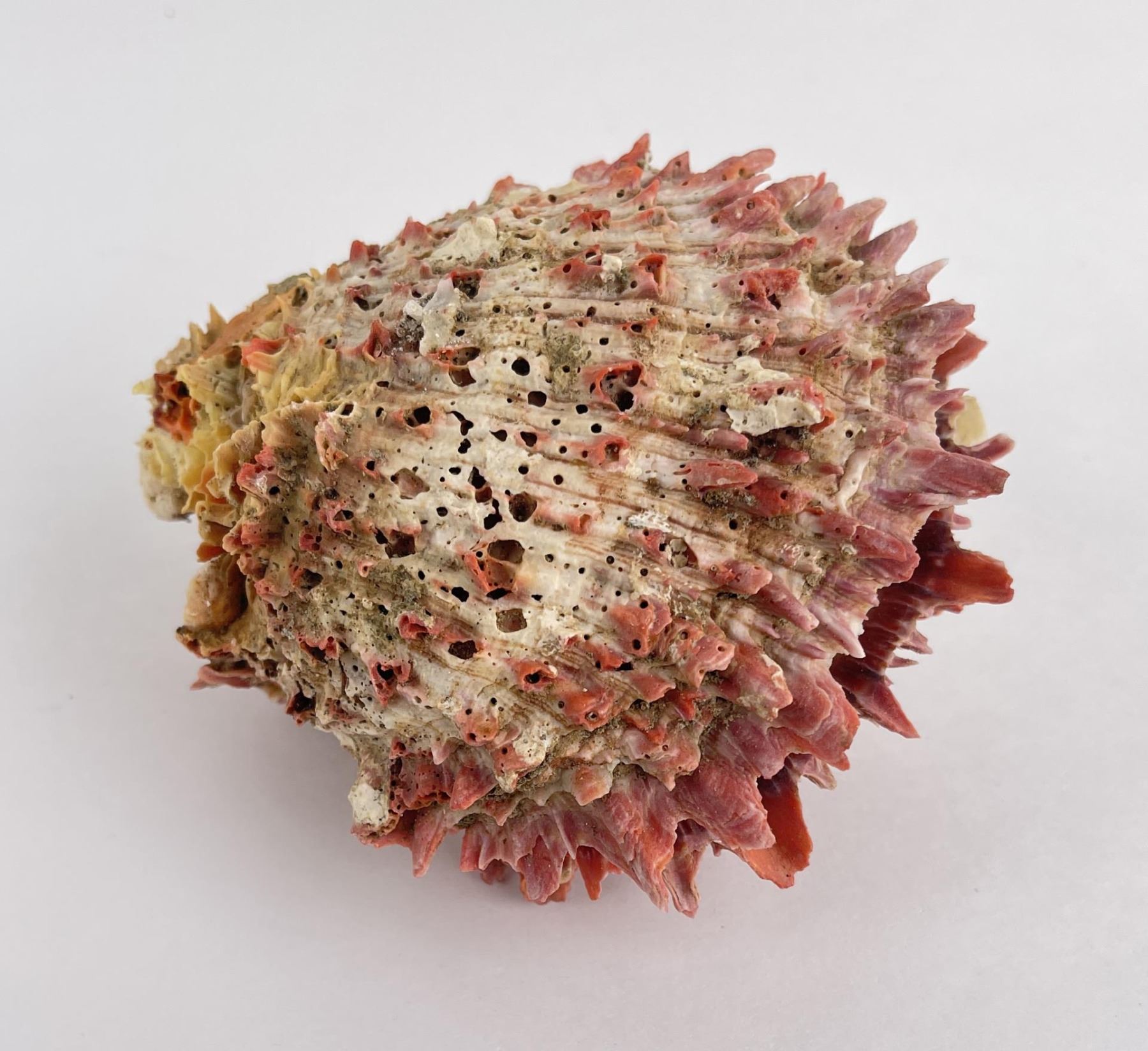 Spiny Oyster Sea Shell