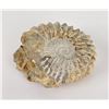 Image 1 : Agadir Ammonite Fossil Morocco