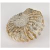 Image 2 : Agadir Ammonite Fossil Morocco