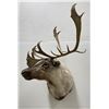 Image 1 : Large Alaskan Taxidermy Caribou