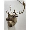 Image 2 : Large Alaskan Taxidermy Caribou