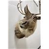 Image 3 : Large Alaskan Taxidermy Caribou