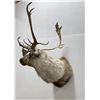 Image 4 : Large Alaskan Taxidermy Caribou