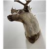 Image 5 : Large Alaskan Taxidermy Caribou