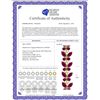 Image 2 : Genuine 16.5 ctw Ruby Bracelet 14KT White Gold - REF-221W3Y