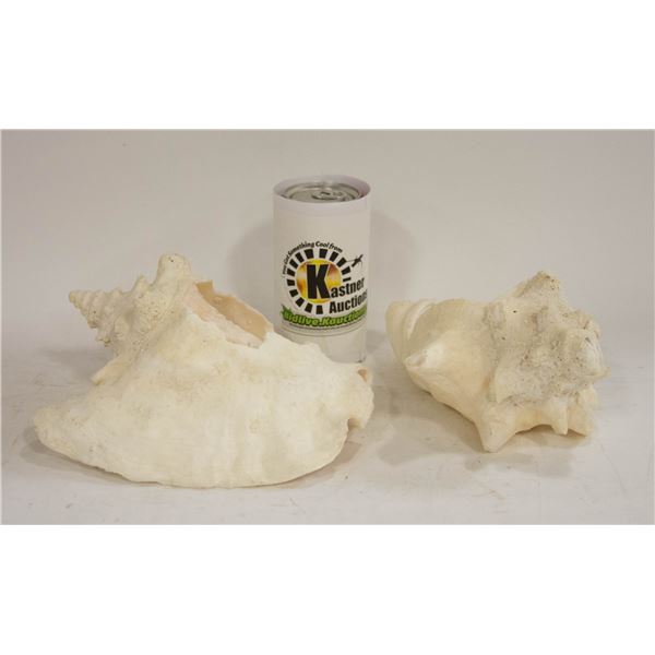 LARGE CONCH SHELL PAIR