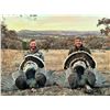 Image 2 : Mexico: 3 Day 4 Night Fully Guided Gould's Turkey Hunt for 2 Hunters