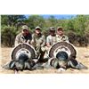 Image 5 : Mexico: 3 Day 4 Night Fully Guided Gould's Turkey Hunt for 2 Hunters