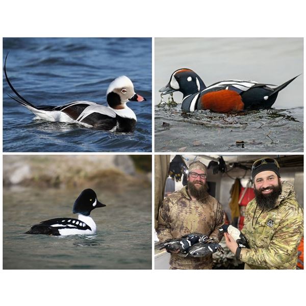Cordova, AK: 3 Day Guided Sea Duck Hunt for 6 Hunters with Serenity Charters. Collectors Special