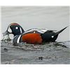Image 7 : Cordova, AK: 3 Day Guided Sea Duck Hunt for 6 Hunters with Serenity Charters. Collectors Special