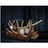 Image 2 : Artist Casey Dinkel's One-Of-A-Kind Moose Antler Table.