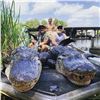 Image 3 : Louisiana: 3 Day 3 Night Traditional Alligator Hunt for 1 Hunter & 2 observers! Includes 1 Alligator