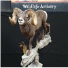 Image 2 : Oregon: Mike Kinney’s 2022 NEW WORLD RECORD CA BIGHORN SHEEP EUROPEAN REPLICA. Eden Ridge Outfitters