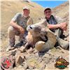 Image 3 : Oregon: Mike Kinney’s 2022 NEW WORLD RECORD CA BIGHORN SHEEP EUROPEAN REPLICA. Eden Ridge Outfitters