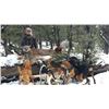 Image 8 : Arizona: 7 Day Mountain Lion Hunt for 1 Hunter