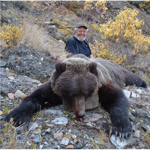 Alaska: 10 Day Guided Spring Grizzly Bear & Wolf Hunt for 1 Hunter, with Midnight Sun Safaris