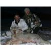Image 2 : Alaska: 10 Day Guided Spring Grizzly Bear & Wolf Hunt for 1 Hunter, with Midnight Sun Safaris