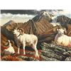 Image 2 : Dallen Lambson's: Alaska Governors Chugach Dall Sheep Commemorative Original Oil Painting