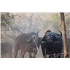 Image 6 : Africa: 10 Day Cape Buffalo & Plains Game Hunt for 2 Hunters, includes trophies & $10,000 TF credit.