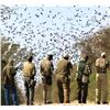 Image 1 : Argentina: 4-day 3-night High Volume Dove Hunt For 4 Hunters.