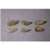 Image 2 : (6) Shark Teeth