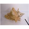 Image 3 : Ridged Drill no Battery - Conch Shell - Misc. Item