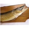 Image 2 : *38" Mounted Northern Pike