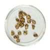 Image 1 : Gold Nuggets 3.50 Grams Total Weight