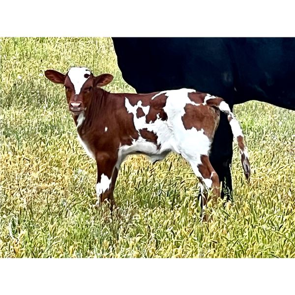 JUNGLE JIM X HR ROSEBUD ET CALF