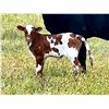 Image 1 : JUNGLE JIM X HR ROSEBUD ET CALF