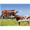 Image 2 : JUNGLE JIM X HR ROSEBUD ET CALF