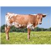Image 1 : BCR True Country Girl 120