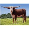 Image 1 : Dusty's Red Cowgirl HCL
