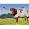 Image 1 : GLR MONACOS SITTIN TEXAN
