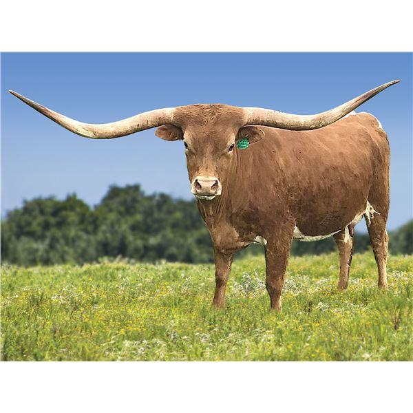 YR Ramblin Beauty