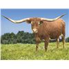 Image 1 : YR Ramblin Beauty
